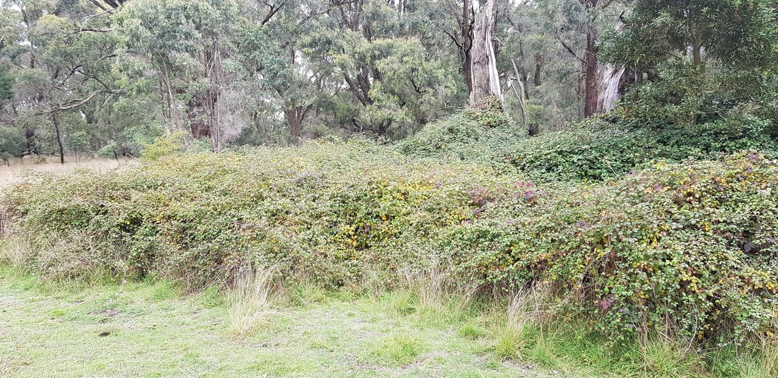 Blackberry at Millbrook, Victoria. Clearing harbour like this counts twice, against rabbits and foxes both.