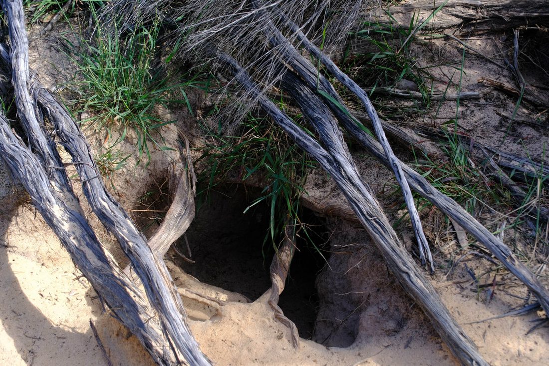 A fox den entrance in the Little Desert, Victoria. Look for the spoil heap, then check for scats, tracks and prey remains before you do anything.
