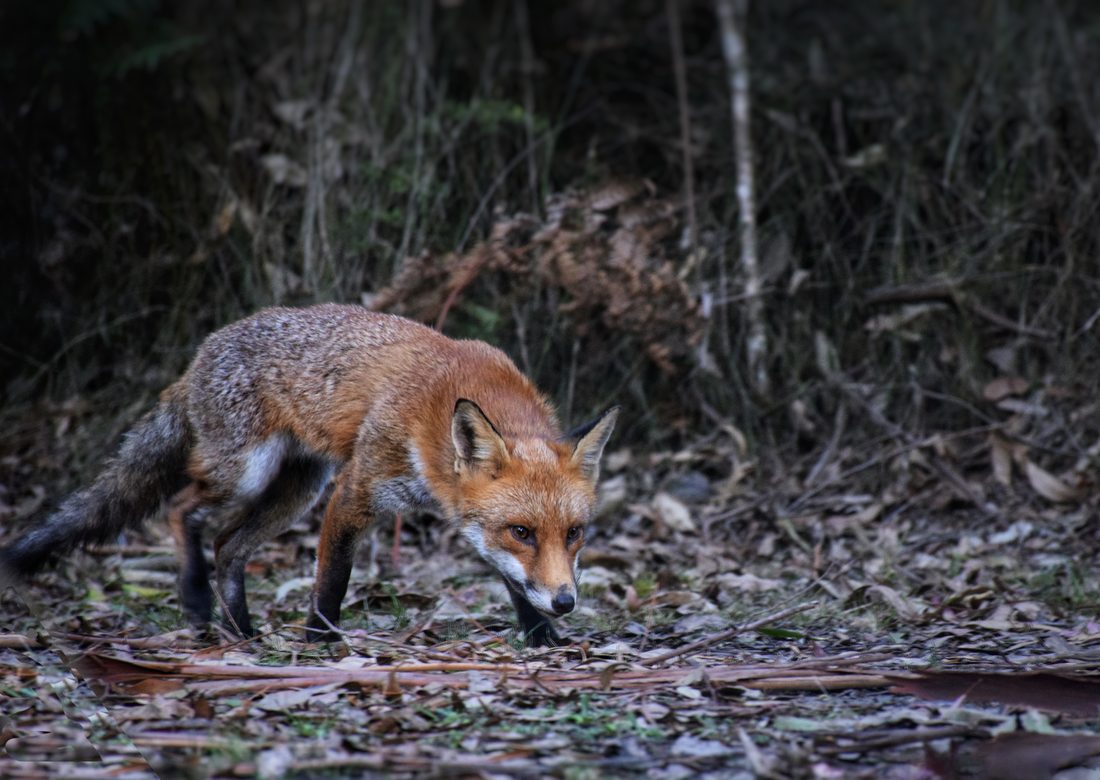 A red fox in the Great Otway National Park, Victoria.
