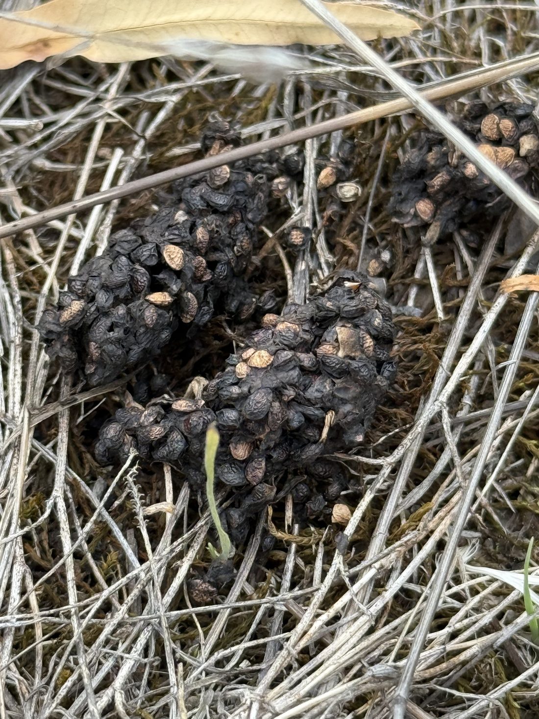 Fox scat near Maldon, Victoria. Tapered, twisted and full of fur and seed. This is what tells you the den is not a native animal.