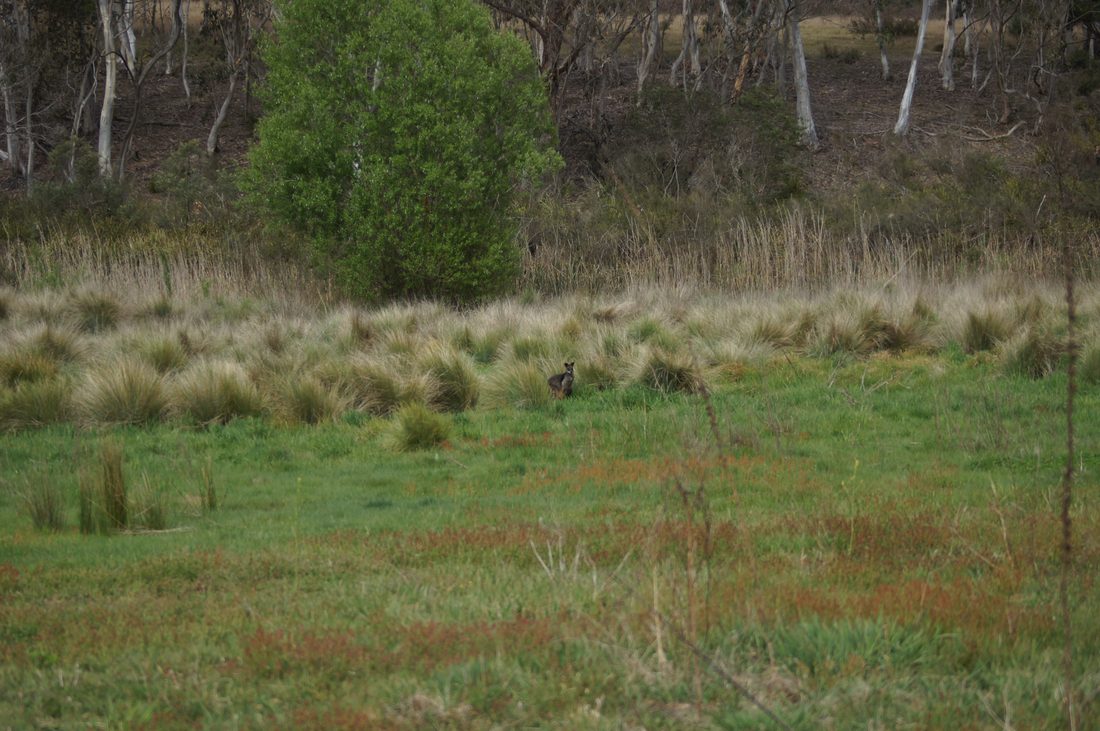 Silver tussock, Poa labillardierei. Bigger, coarser and greyer, and the leaf feels flat when you roll it.
