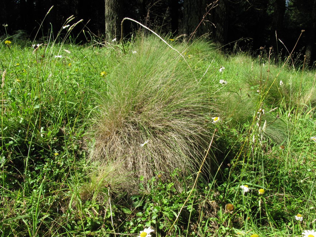 Snowgrass, Poa sieberiana. The hardest of the lookalikes, but its ligule is hairy where serrated tussock is not.