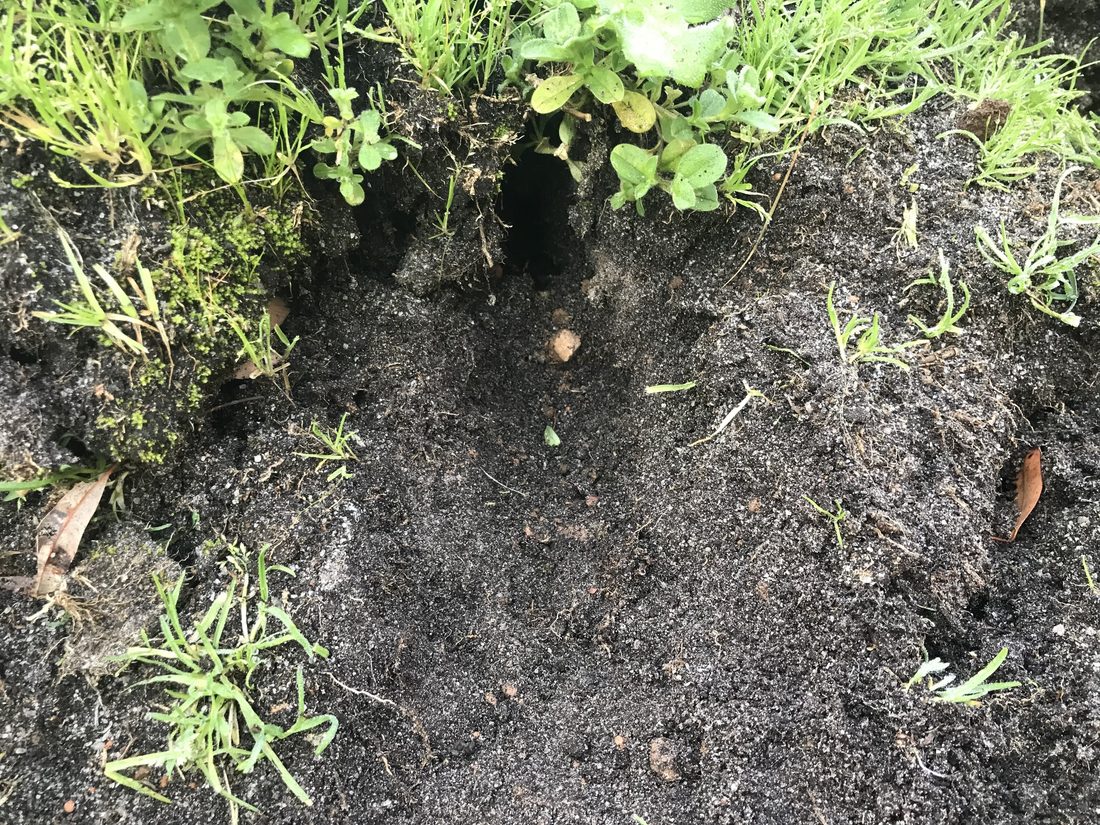 Burrow entrances cut into a soil bank. Map every one of these before summer, because this is what the ripper needs to find.