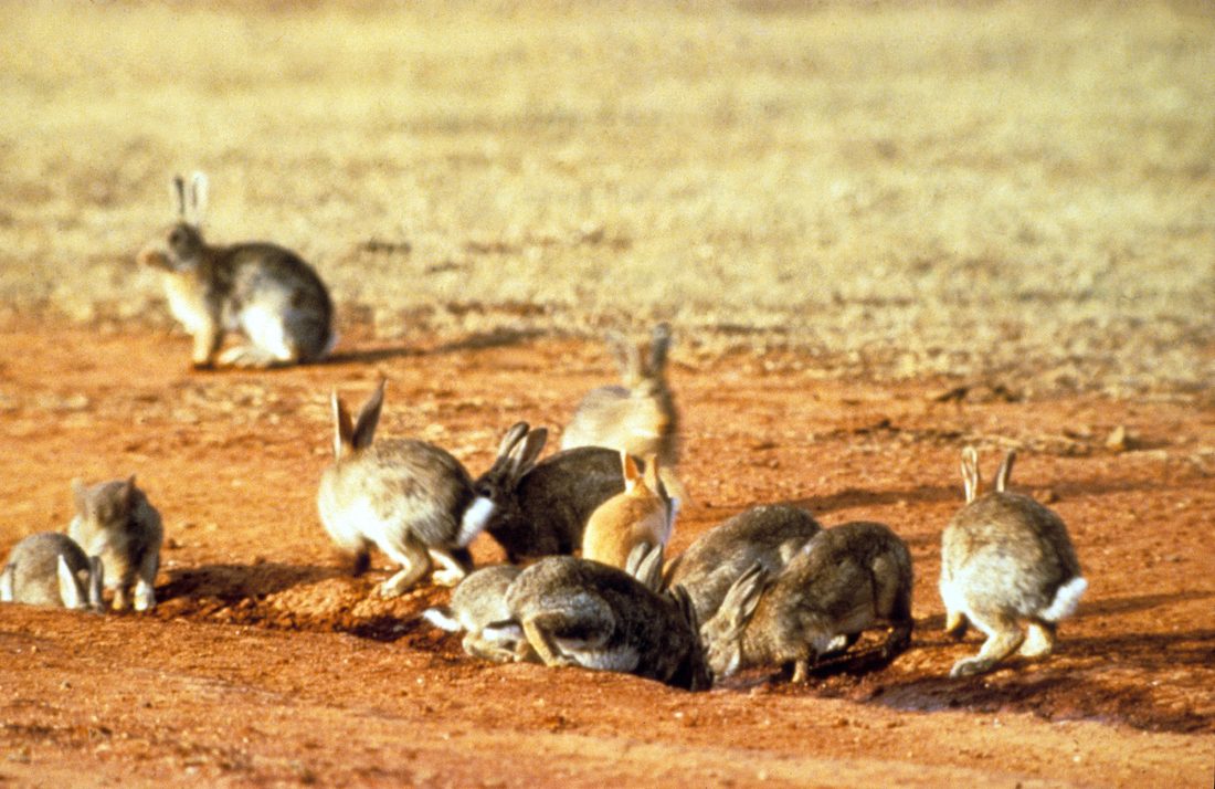 Rabbits feeding on ground grazed back to bare soil.