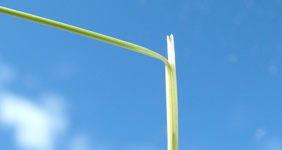 The ligule: a short white membrane where the blade meets the sheath, hairless, about a millimetre long. This is the feature that settles it.