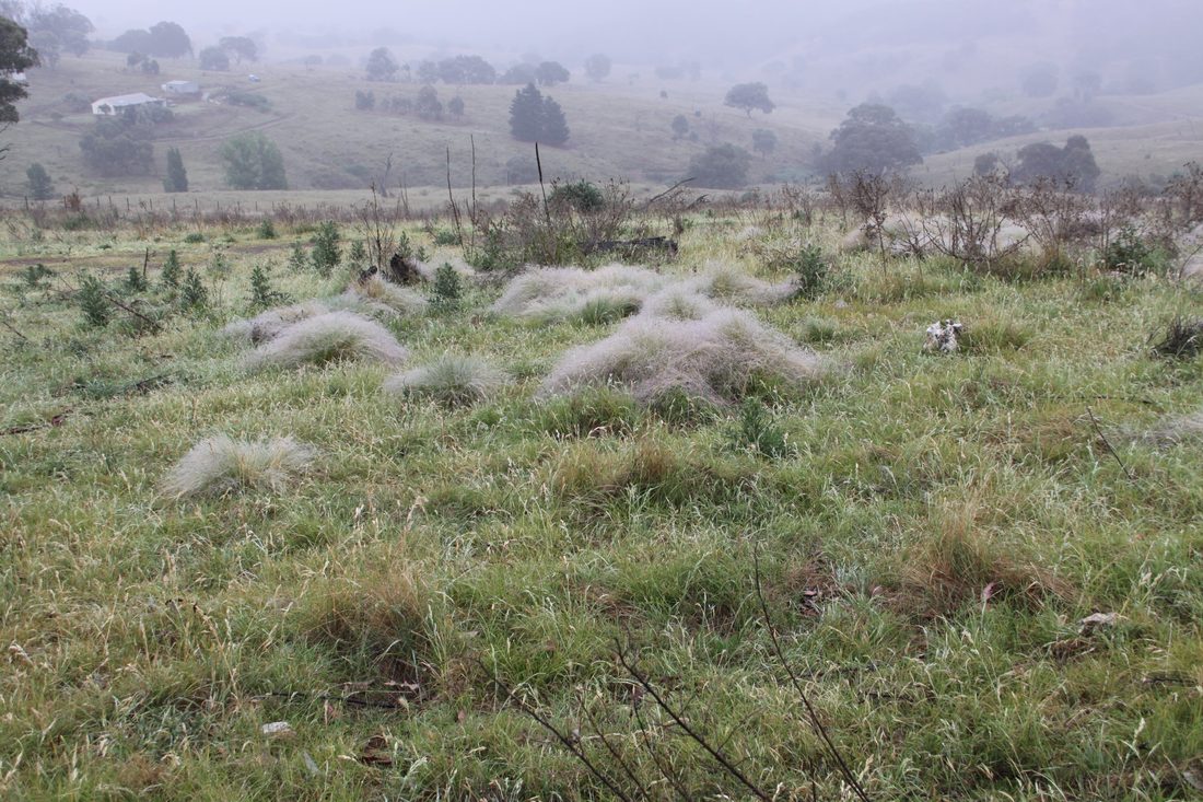 Serrated tussock scattered through a grazed paddock on a wet morning. Pale, drooping, and unmistakable once you know it.