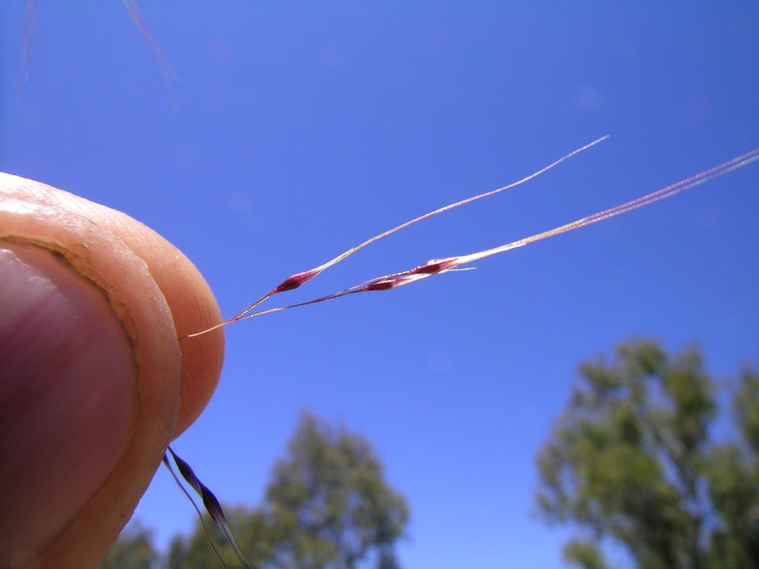 The spikelet, with purplish glumes and the long off-centre awn.